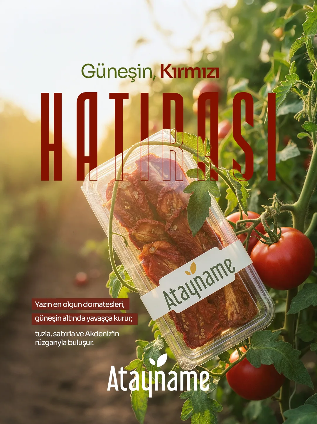 Domates tarlasında, dalların arasında duran Atayname kurutulmuş domates kabı; dikey, ince kırmızı harflerle "HATIRASI" başlığı.