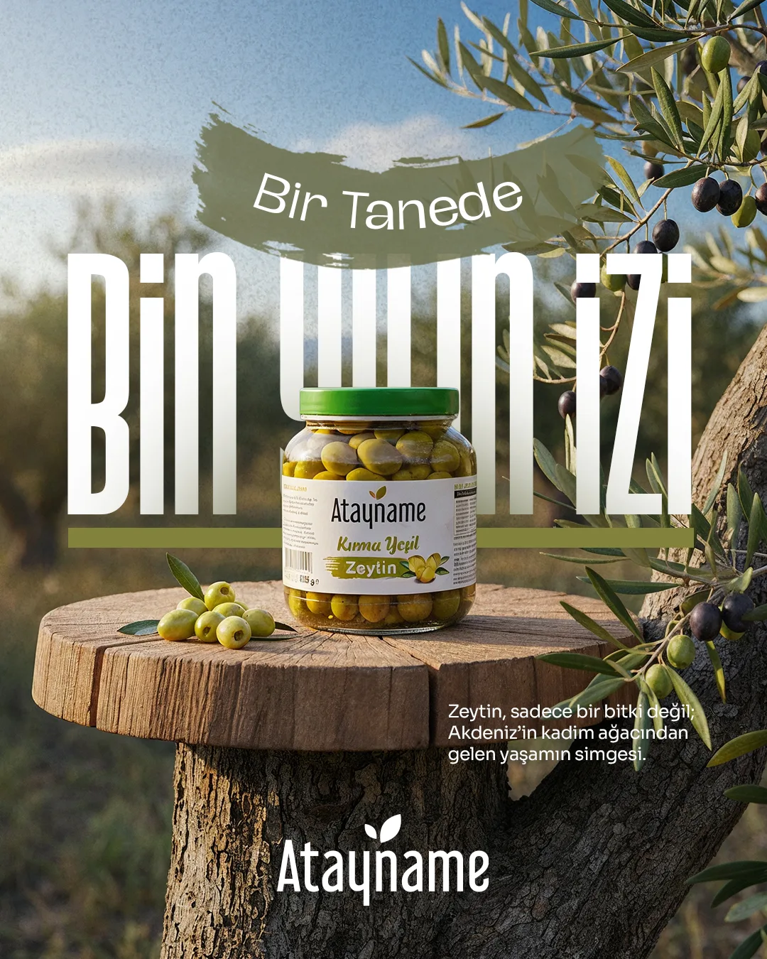 Zeytin ağacının kesik gövdesi üzerinde Atayname kırma yeşil zeytin kavanozu; arkadaki dev "BİN YILIN İZİ" harflerinin önüne geçiyor.